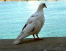 pigeon