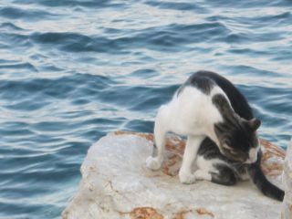 cat by the sea