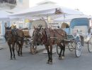 horse-drawn carriages